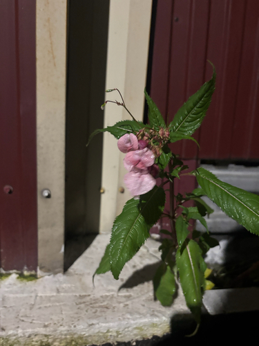 Himalayan balsam