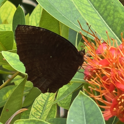 Elymnias hypermnestra