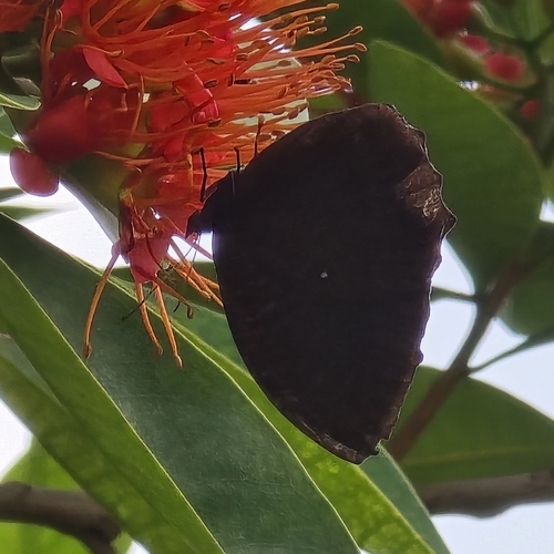 Elymnias hypermnestra
