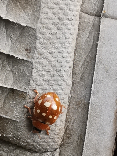 Cream-spotted Ladybird