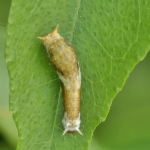 Papilio polytes