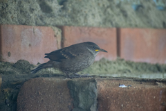 Cinclodes taczanowskii