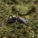 Camponotus japonicus - Photo (c) clurarit, algunos derechos reservados (CC BY-NC-SA), uploaded by clurarit