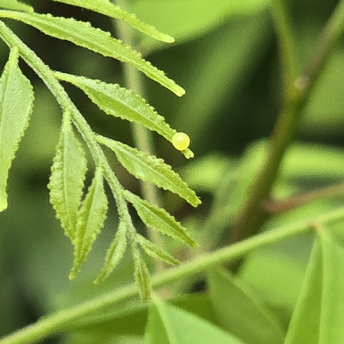 Papilio polytes