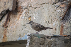 Cinclodes taczanowskii