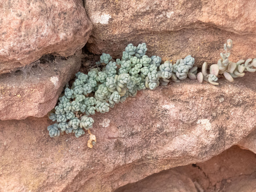 thick-leaved stonecrop