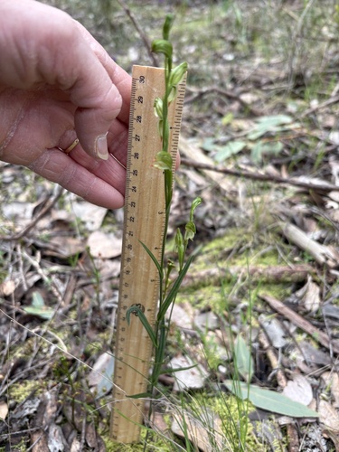 tall greenhood