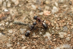 Dolichoderus sibiricus