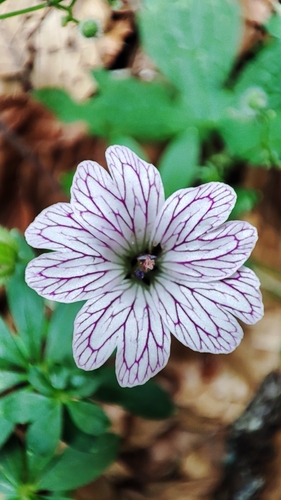 Geranium versicolor, photograph 1