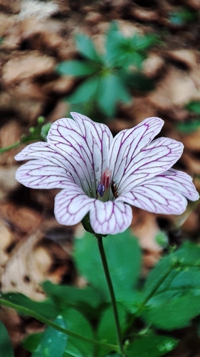 Geranium versicolor, photograph 2