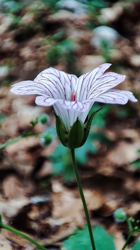 Geranium versicolor, photograph 3