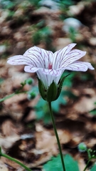 Geranium versicolor, photograph author not stated, no rights reserved