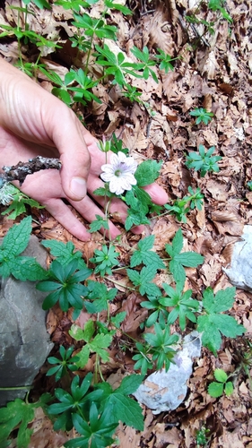 Geranium versicolor, photograph 4