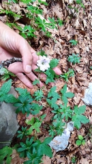 Geranium versicolor, photograph author not stated, no rights reserved