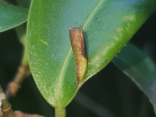 Nymphalidae