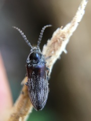 Dascillidae