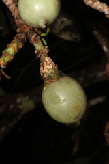 Fagraea ceilanica