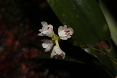 Sirhookera lanceolata