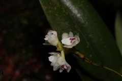 Sirhookera lanceolata, photograph author not stated, no rights reserved