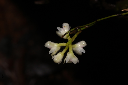 Sirhookera lanceolata, photograph 2
