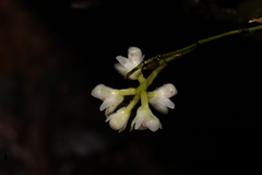 Sirhookera lanceolata, photograph author not stated, no rights reserved