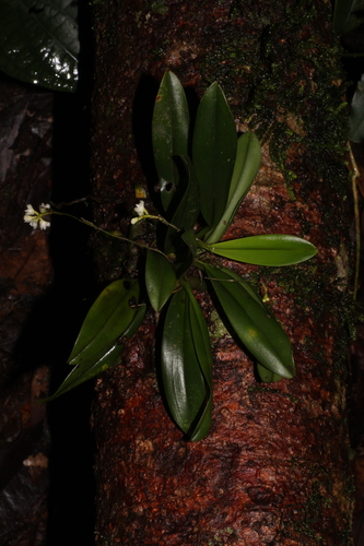 Sirhookera lanceolata, photograph 3
