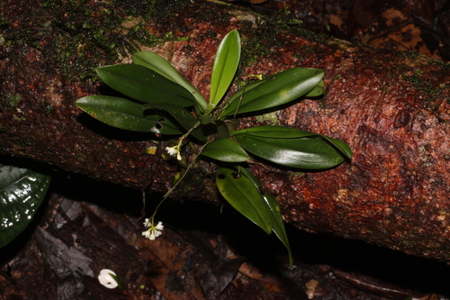Sirhookera lanceolata, photograph 4