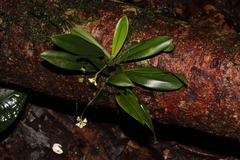 Sirhookera lanceolata, photograph author not stated, no rights reserved