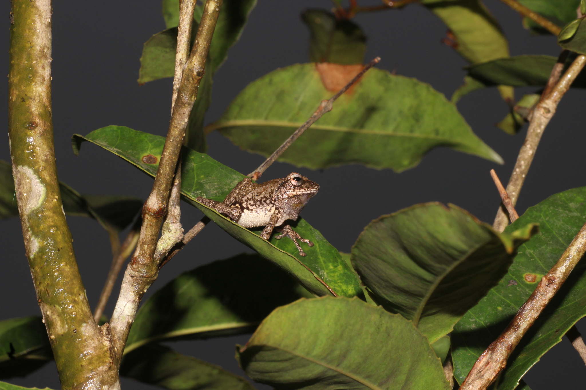 Chari's Bush Frog, Raorchestes charius