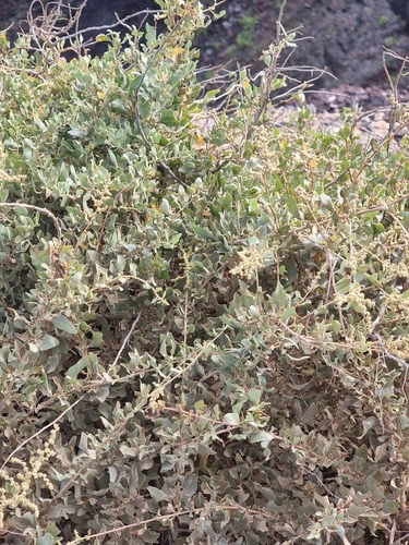 Atriplex halimus, photograph 4