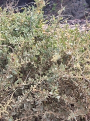 Atriplex halimus, photograph (c) Vítor Jorge, some rights reserved (CC BY)