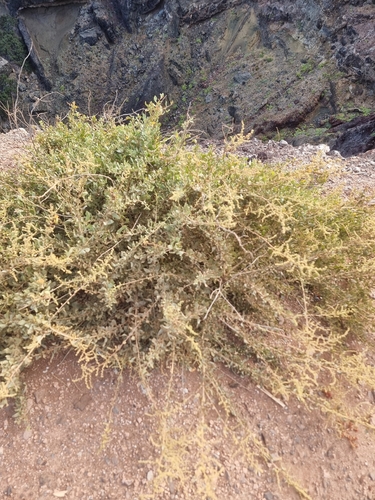Atriplex halimus, photograph 5
