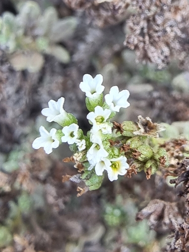 Heliotropium ramosissimum