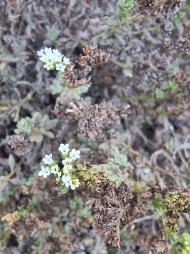 Heliotropium ramosissimum, photograph 2