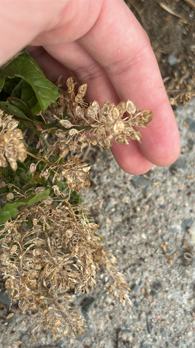 Lepidium heterophyllum observed 2026-08-24