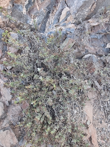 Heliotropium ramosissimum, photograph 3