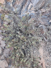 Heliotropium ramosissimum, photograph (c) Vítor Jorge, some rights reserved (CC BY)