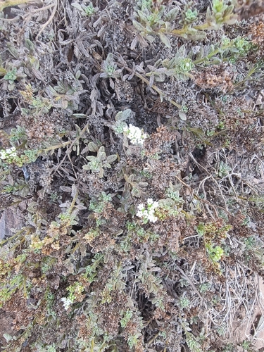 Heliotropium ramosissimum, photograph 4