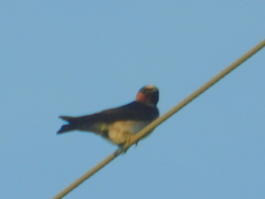 Petrochelidon pyrrhonota