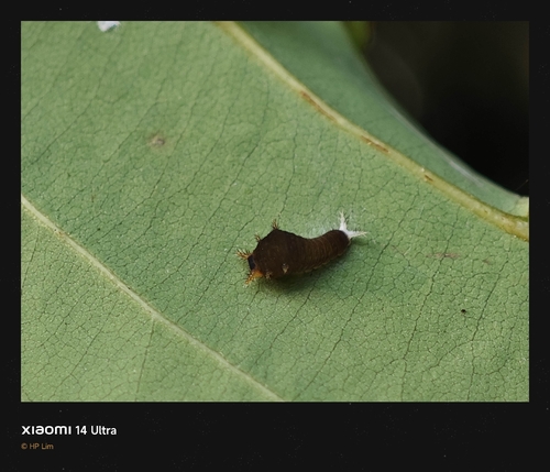 Graphium sarpedon