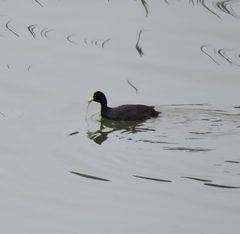 Fulica americana americana