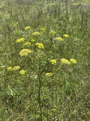 Polytaenia