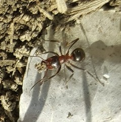 Formica ulkei