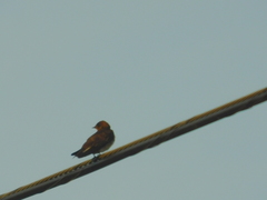 Petrochelidon pyrrhonota