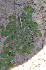 Euphorbia cordifolia