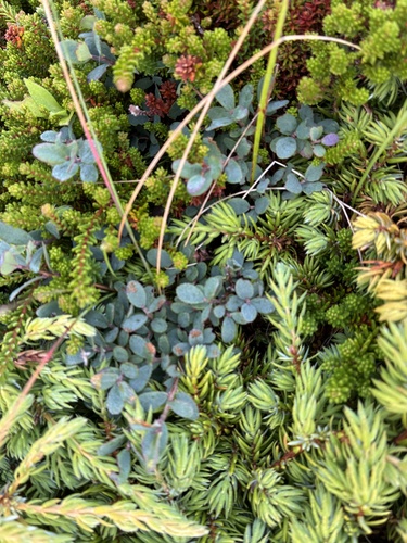 bog bilberry
