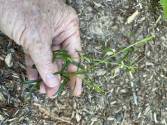 Sericocarpus linifolius