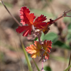 Erodium texanum