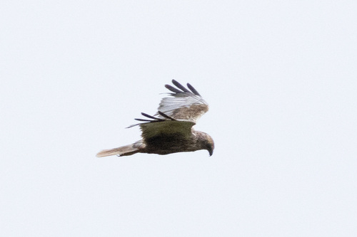 Western Marsh Harrier