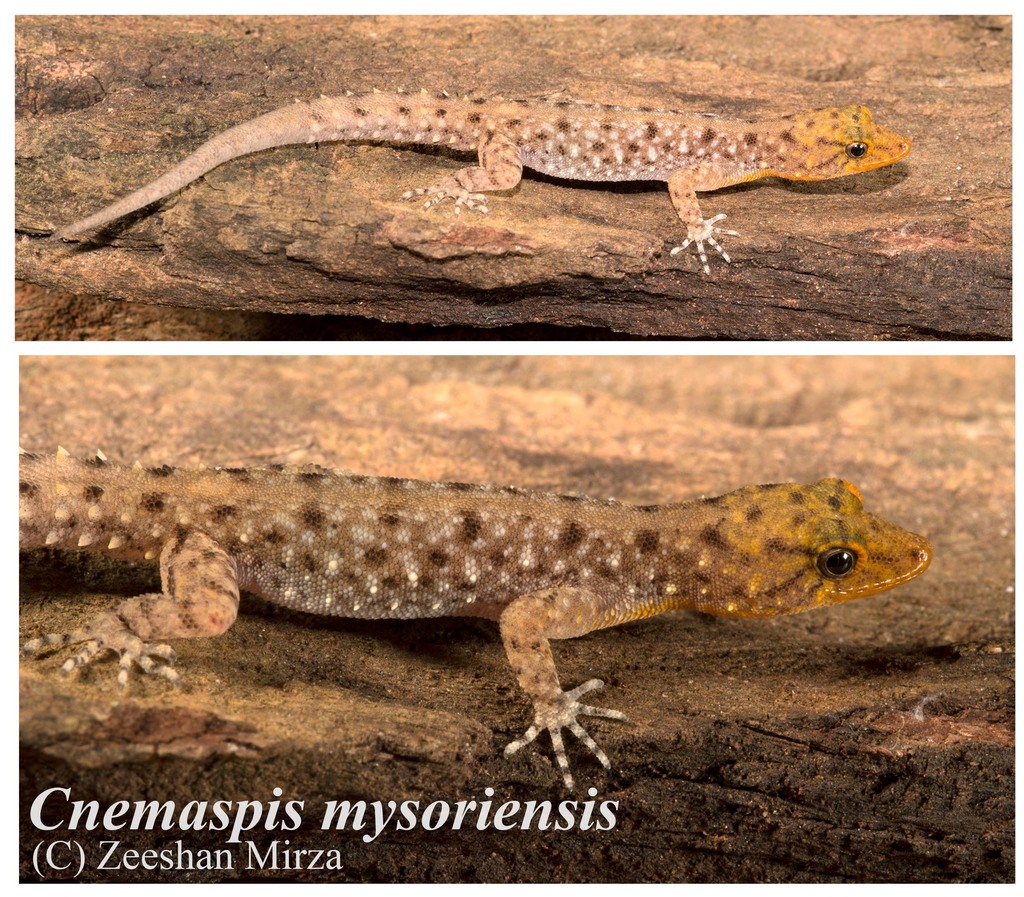 Mysore Day Gecko